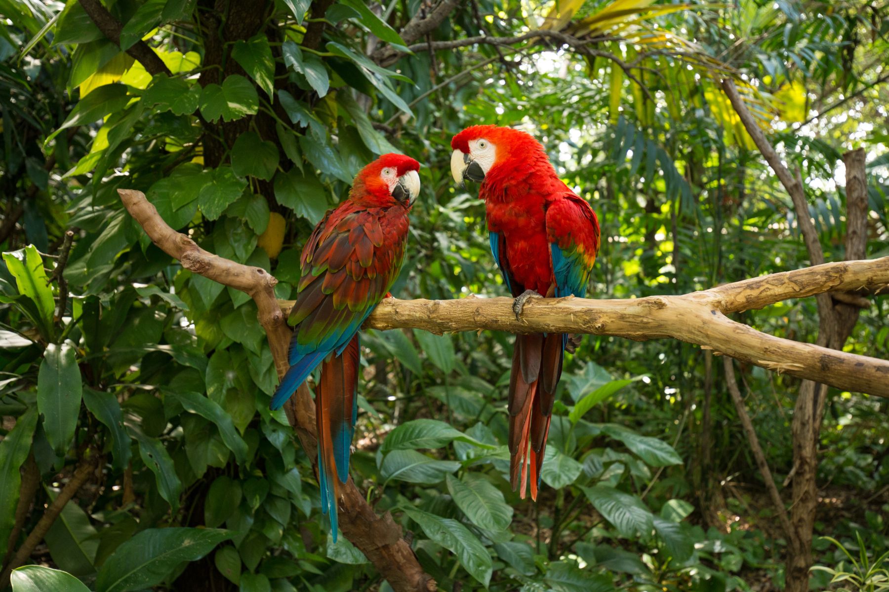 Two scarlet macaws perched on a wooden branch in a lush tropical garden, showing bright red bodies and blue-green wings.